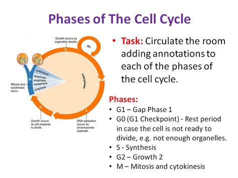 Different Stages Of Cell Cycle