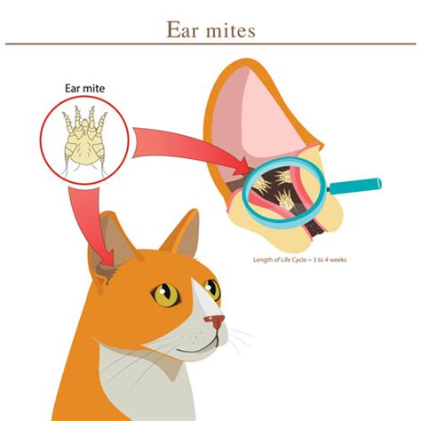 How Do Cats Get Ear Mites