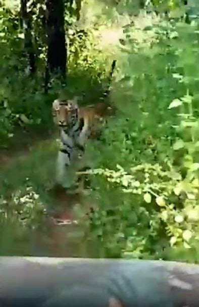 Terrifying Moment Tiger Chases Open Top Car Full Of Tourists On India