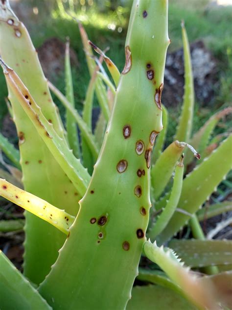 Flickriver Photoset Aloe Vera Anthracnose By Plant Pests And Diseases