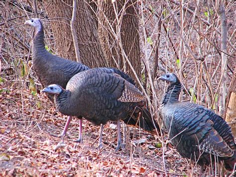 Filefemale Wild Turkeys Wikimedia Commons