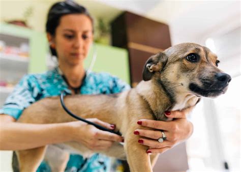 Find The Right Vet Clinic For Your Pet Blog