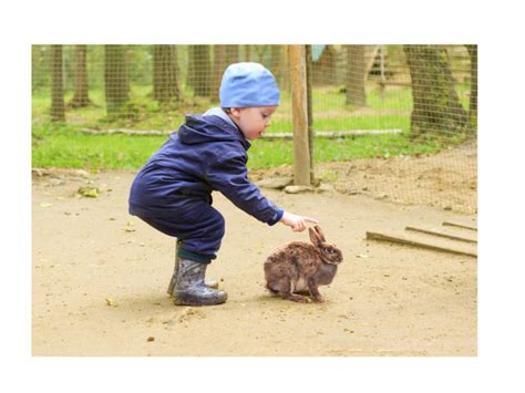 Rabbit Sense Of Touch · Hobby Farm Heaven