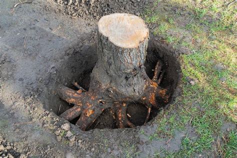 How To Kill Tree Roots Naturally Hunker
