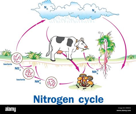 Diagram Diagram For Nitrogen Cycle Mydiagram Online