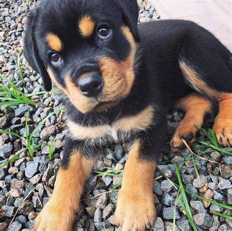 Maybe you would like to learn more about one of these? Rottweiler Puppies For Adoption In Pa / Dog For Adoption Stallone A Rottweiler In Perkasie Pa ...