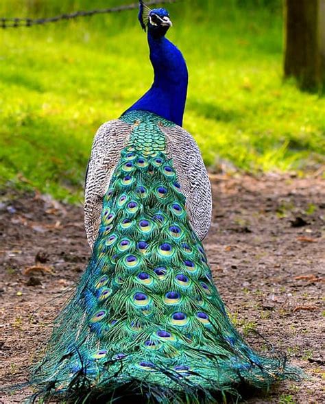 Can Peacocks Fly Interesting Facts With Pictures E Beautiful Birds