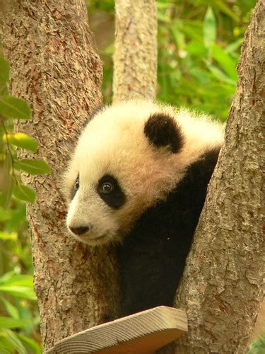 Su Lin 1 The San Diego Zoos Baby Panda Joe O Flickr
