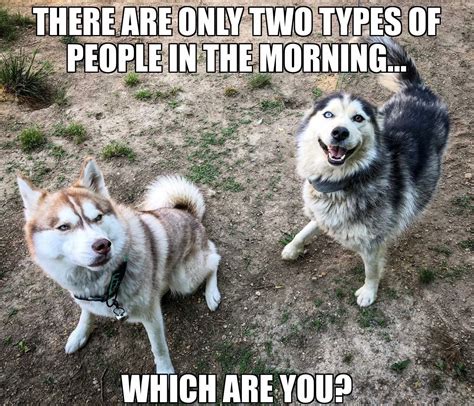 Pin By Mark Deavult On Husky Memes Cute Animal Quotes Funny Husky