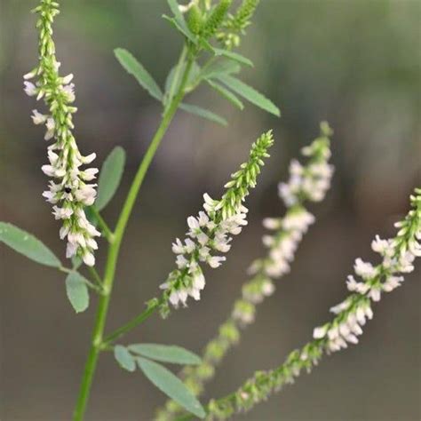 Offering 100 White Sweet Clover Seeds Packaged In A Paper Seed