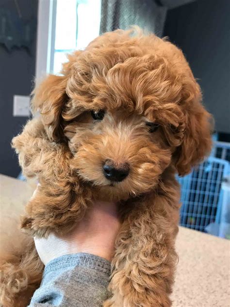 These miniature labradoodle puppies are a designer breed & are a cross between a labrador retriever & a miniature poodle. Pin by Pat Cornelius on Good dog haircuts | Mini ...