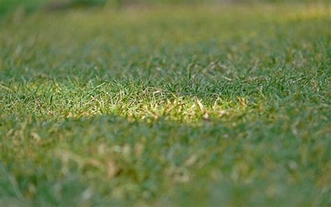 When To Plant Bermuda Grass Best Time Of The Year