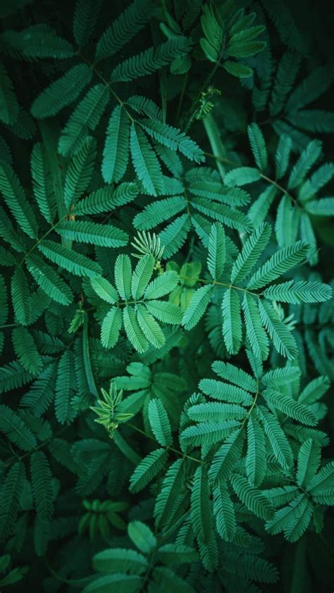 Green Foliage Nature Iphone Wallpaper Iphone Wallpapers