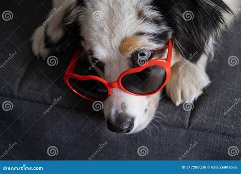 Funny Australian Shepherd Dog Lying On Couch With Heart Glasses
