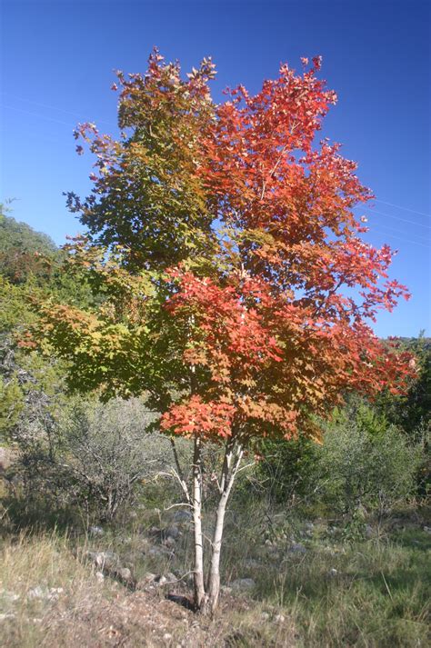 Filebi Colored Maple Tree Wikimedia Commons