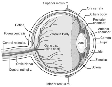 Human Eye Diagram Eye Anatomy Diagram Of The Eye