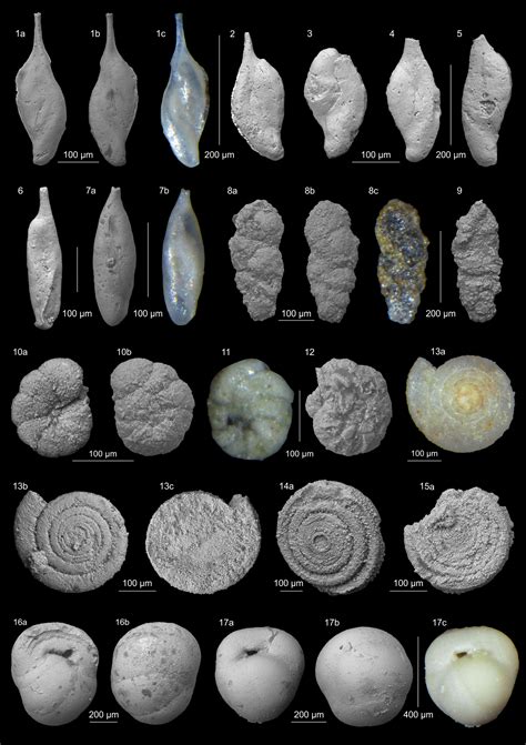 Jm New Species Of Mesozoic Benthic Foraminifera From The Former