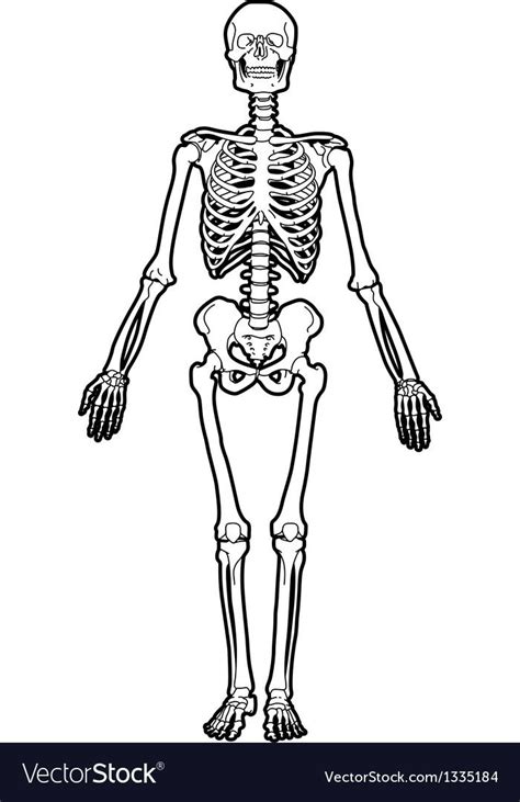 Human Skeleton Royalty Free Vector Image Vectorstock Human Skeleton