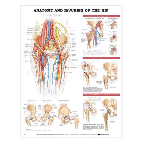 Anatomy And Injuries Of The Hip Chart