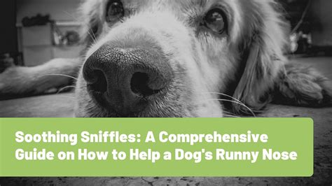 Soothing Sniffles A Comprehensive Guide On How To Help A Dogs Runny