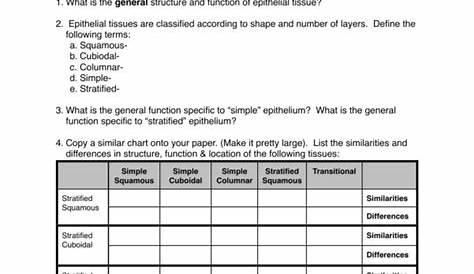 Epithelial Tissue Coloring Worksheet — excelguider.com