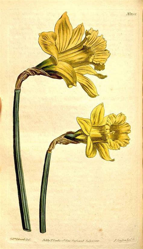 The Artzee Blog Vintage Daffodil Illustration