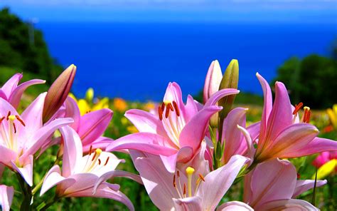 Stargazer Lily Wallpaper ·① Wallpapertag