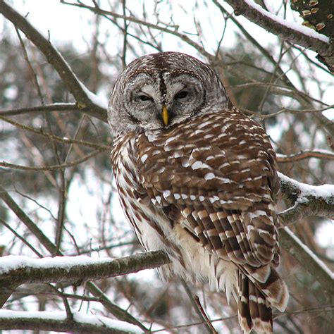 Ethical Process Behind Barred Owl Removal William Lynn