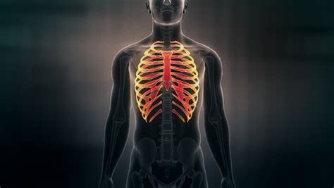 Protect the vital organs of the thorax. 15 Parts Of The Human Body That Will Disappear In The ...