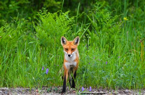 Free Images Nature Grass Meadow Prairie Animal Wildlife Wild