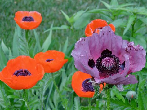 Colorful Poppies - Birds and Blooms