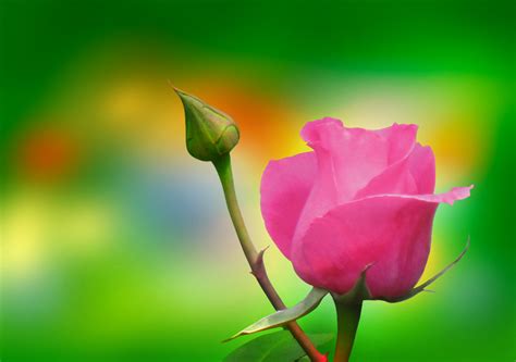 Pink Rose Flower Bud On Green Background Artline Feel The Creation