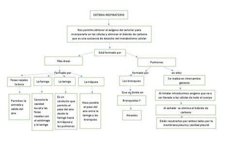 Cuadro Sinóptico sobre el Aparato Respiratorio Cuadro Comparativo