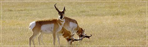 Nebraska Pronghorn Antelope Hunts Archery Antelope Hunts Nebraska