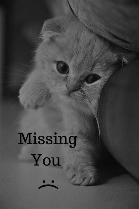If you don't find what you're looking for in these examples, create your own with one of the many meme generators, such as imgflip, meme generator, and quick meme. cats memes | Miss you funny, Cute miss you, I miss you cute