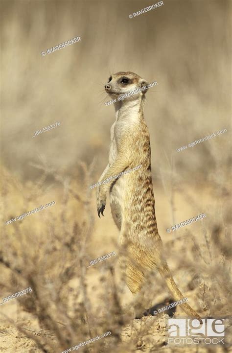 Meerkat Suricata Suricatta Adult Standing Alert On Back Legs In Arid