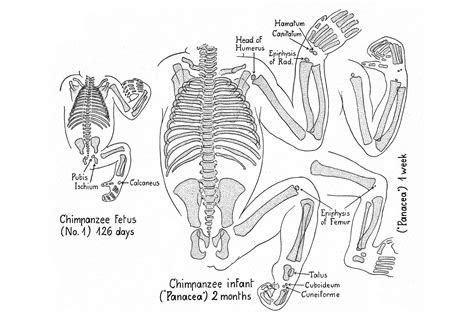 Chimpanzee Anatomy