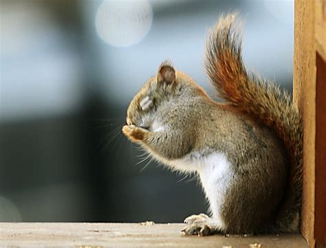 Praying Squirrel Praying I Dont Get Him Randy Knauf Flickr
