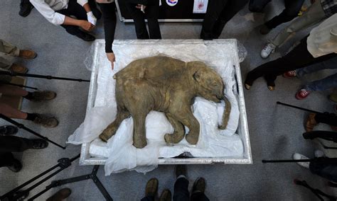Fгozeп In Time Extraordinarily Well Preserved 39000 Year Old Woolly Mammoth Found Intact In