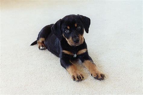 German shepherd rottweiler mix puppy has the medium and shaggier coat need brushing at least once or twice a week to get rid of loose hair and keep the coat shiny and healthy. 36 best German Shepherd Rottweiler mix images on Pinterest ...