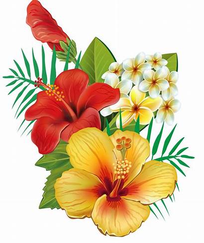 Flower Hawaiian Clipart Tropical Hawaii Hibiscus Flowers