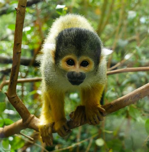 Wildlife Costa Rica 16 Squirrel Monkey Facts Travel