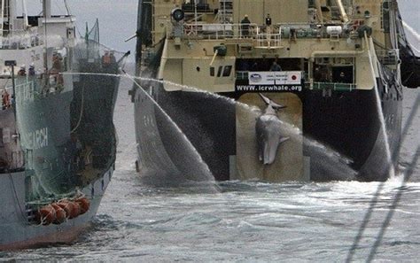Sea Shepherd Ship Bob Barker Is On The Slipway Of The Nisshin Maru