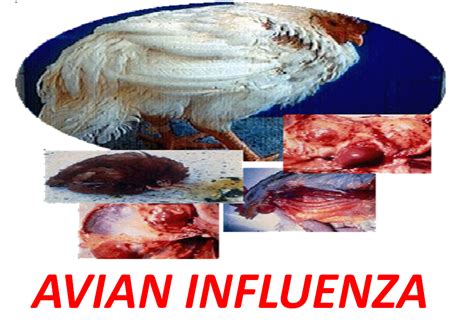 Ada 2 alasan utama mengapa serangan flu sangat sering di derita oleh manusia. maqis_puteriharbour: Selsema burung (AVIAN INFLUENZA)