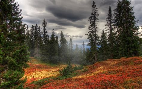 Evergreens In Autumn Forest Image Abyss