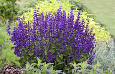 Best Drought Tolerant Perennials That Add Gorgeous Color To Your Garden