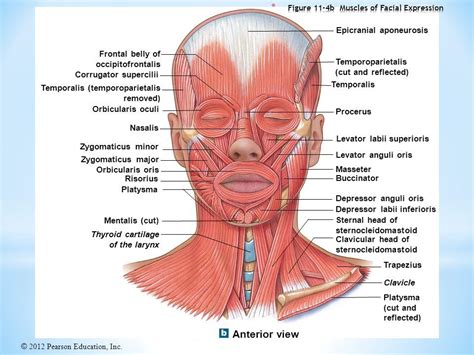 Pin By Igor Tanovic On Medicine Muscles Of Facial Expression Human
