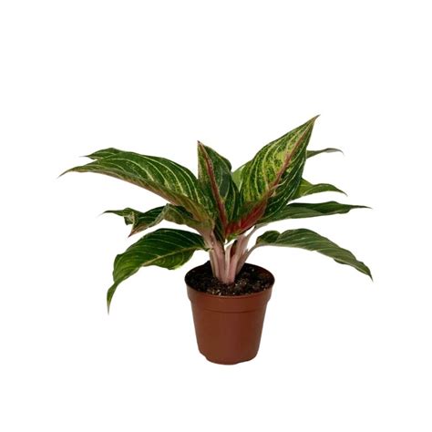 Maybe you would like to learn more about one of these? Αγλαόνημα - Aglaonema Red Siam Aurora - airplants.gr