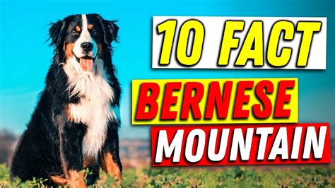 10 Surprising Facts About Bernese Mountain Dogs You Need To Know Youtube