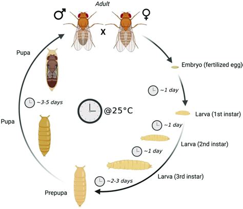 D Melanogaster Life Cycle At 25 • C After Mating Between Adult Female